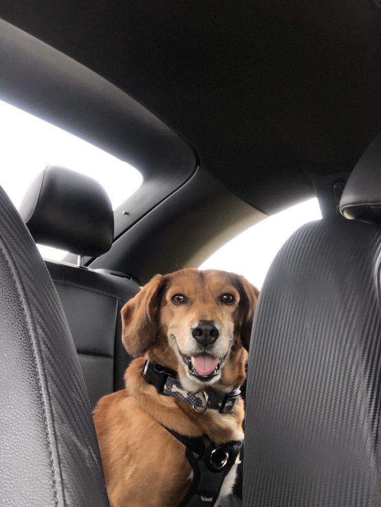 ON ANGELS’ WINGS PET RESCUE RESALE 19 Photos & 17 Reviews 6500 NW