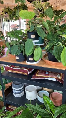 The Plant Outpost by null