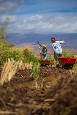 La Kahea Community Farm by null