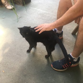 Brava House - I hope you get to meet Spooky, the resident cat when you visit! He pretty much never leaves the porch! - Bed & Breakfast Near Me - Austin, Texas Brava House - I hope you get to meet Spooky, the resident cat when you visit! He pretty much never leaves the porch! - Bed & Breakfast Near Me - Austin, Texas