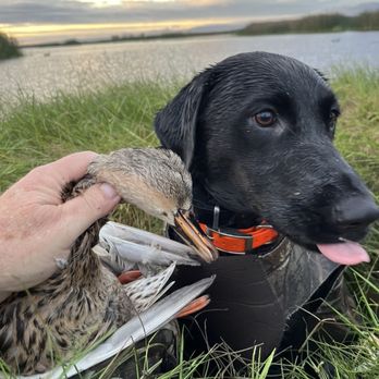 Top Notch Kennels - Mmm duck - Pet Training Near Me - Modesto, California Top Notch Kennels - Mmm duck - Pet Training Near Me - Modesto, California
