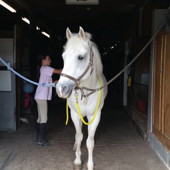 Babylon Riding Center - Casper. - Horseback Riding Near Me - West Babylon, New York Babylon Riding Center - Casper. - Horseback Riding Near Me - West Babylon, New York