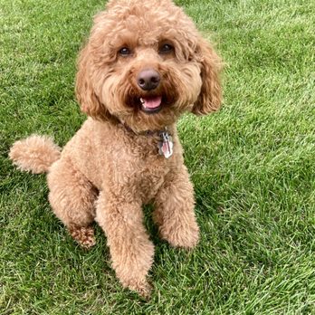 Archer Veterinary Clinic - Veterinarians Near Me - Lemont, Illinois Archer Veterinary Clinic - Veterinarians Near Me - Lemont, Illinois