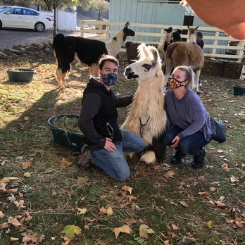 Llamas of Circle Home - Attraction Farms Near Me - Sonora, California Llamas of Circle Home - Attraction Farms Near Me - Sonora, California