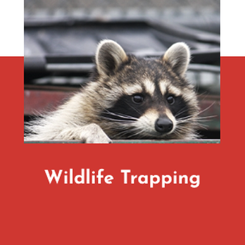 Beacon Pest Services - Best pest control services near me - Pest Control Near Me Beacon Pest Services - Best pest control services near me - Pest Control Near Me