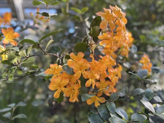 Rhododendron Species Botanical Garden by null