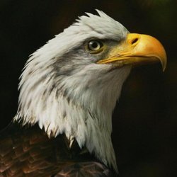 Himalayan Alterations and Dry Cleaning - My favorite animal the bald eagle.