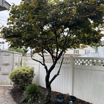 Howells & Son Improvements - Japanese Maple trim - Tree Services Near Me - Tamaqua, Pennsylvania Howells & Son Improvements - Japanese Maple trim - Tree Services Near Me - Tamaqua, Pennsylvania