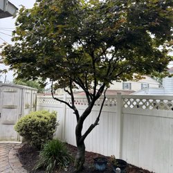 Howells & Son Improvements - Japanese Maple trim