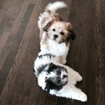 Doggie Dharma - Puppy love with Beau and Scout - Dog Walkers Near Me
