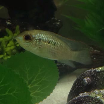 The Fish Gallery - Bought this beauty there! electric blue acara! - Pet Stores Near Me - Houston, Texas The Fish Gallery - Bought this beauty there! electric blue acara! - Pet Stores Near Me - Houston, Texas