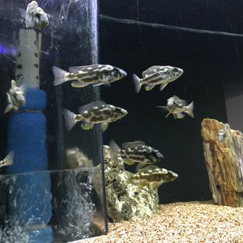 Aquarium Concepts - Pet Stores Near Me - Shreveport, Louisiana Aquarium Concepts - Pet Stores Near Me - Shreveport, Louisiana