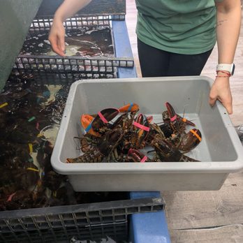 James Hook & Co - These lovely plump juicy lobsters flew home with me cross country. - Seafood Near Me - Boston, Massachusetts James Hook & Co - These lovely plump juicy lobsters flew home with me cross country. - Seafood Near Me - Boston, Massachusetts