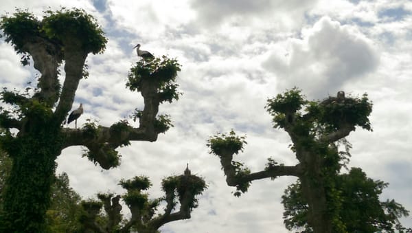 Parc de l'Orangerie by null