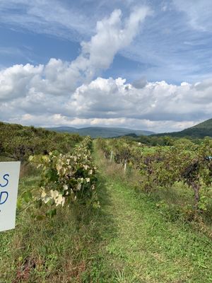 Jerome's U-Pick Fruit Farm by null