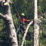 Photo of Monster Tree Service of West Valley