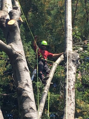 Monster Tree Service of West Valley on Yelp