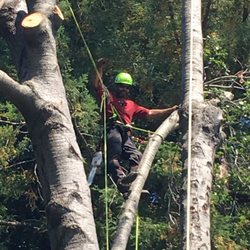 Monster Tree Service of West Valley