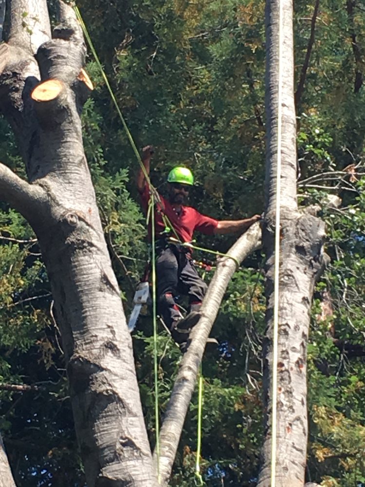 Monster Tree Service of West Valley - tree service in San Jose, CA