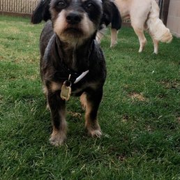 Scruffy Scruffy