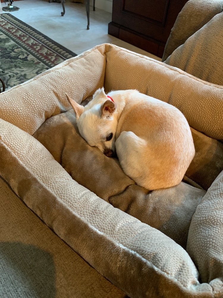 RAJ SINGH, DVM 21 Reviews San Jose, California Veterinarians Yelp