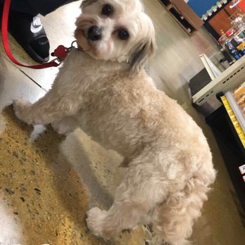 PetSmart - Pet Training Near Me - Tucker, Georgia