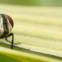 Photo of Green Valley Pest Control