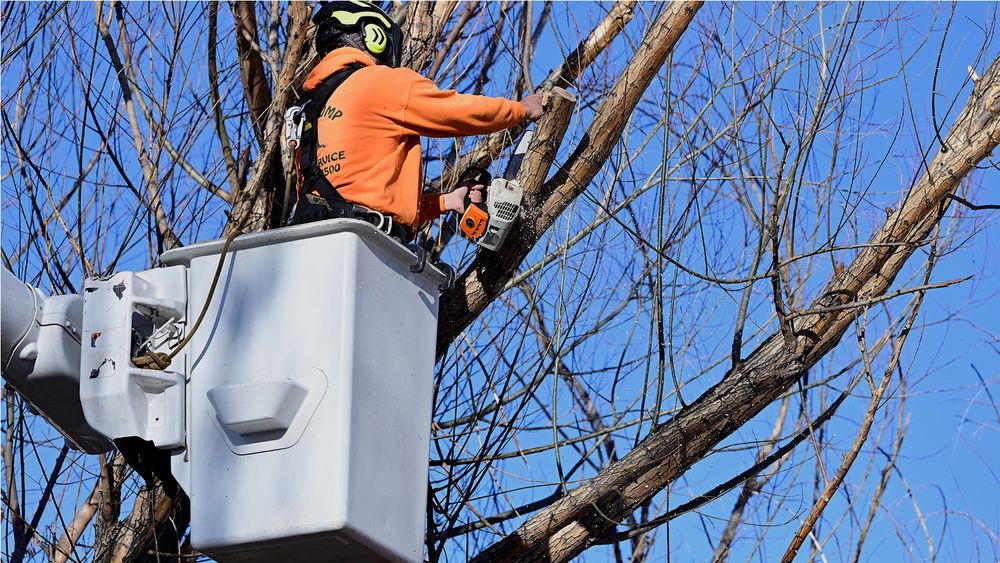 Mr Stump Tree Service - tree service in Colorado Springs, CO