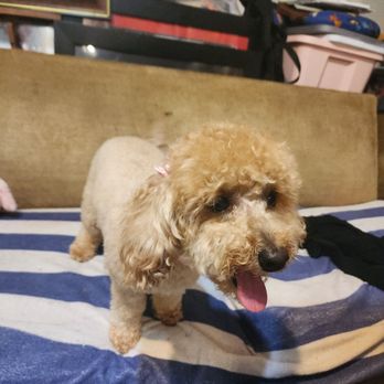 Krazy Kimz Mobile Grooming - Pet Groomers Near Me - Glenpool, Oklahoma