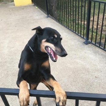 Texas Foundation for Animal Care - She should not have died so soon. - Veterinarians Near Me - Fort Worth, Texas Texas Foundation for Animal Care - She should not have died so soon. - Veterinarians Near Me - Fort Worth, Texas