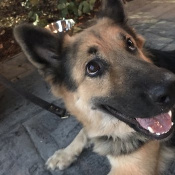 Cotton Patch Cafe - Dog friendly patio :) my girl Ryder - American Near Me - Bryan, Texas