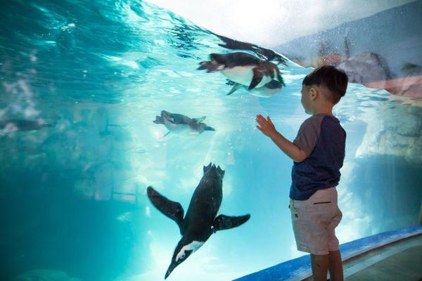 OdySea Aquarium by null