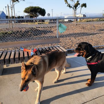 Mutt and Tumble Dog Training - Bear & Francis - Pet Training Near Me - San Francisco, California Mutt and Tumble Dog Training - Bear & Francis - Pet Training Near Me - San Francisco, California