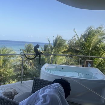 Mvngata - Monkey was aggressive - Resorts Near Me - Playa del Carmen, ROO