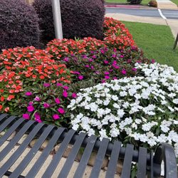 Ruby Tuesday - Beautiful flowers