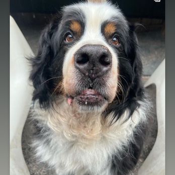 Mother Pupper - Atmos! - Pet Boarding Near Me - Portland, Oregon Mother Pupper - Atmos! - Pet Boarding Near Me - Portland, Oregon