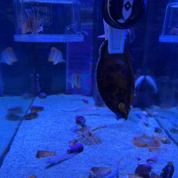 Ocean Aquatics - Local Fish Stores Near Me - Redlands, California
