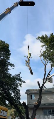 TOP NOTCH TREE CARE & REMOVAL - Updated June 2026 - Purling, New York ...