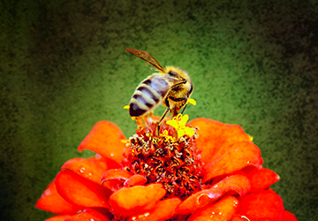 Florida Genuine Raw Honey Logo