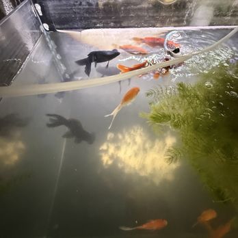 HD Aquatics & Electronics - Goldfish/Black moor - Mobile Phone Repair Near Me - Hesperia, California HD Aquatics & Electronics - Goldfish/Black moor - Mobile Phone Repair Near Me - Hesperia, California
