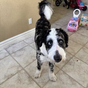 Lead & Thrive Dog Training - Luca - Pet Training Near Me