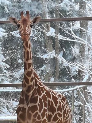 Hellabrunn Zoo by null