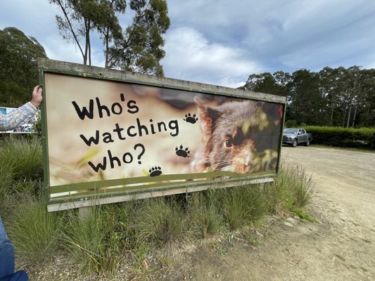 Tasmanian Devil Unzoo by null