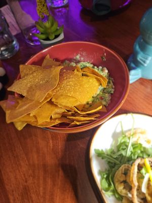 Gato Exotico by null