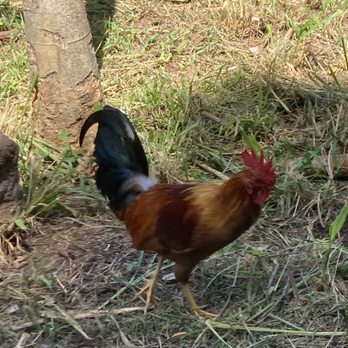 Honolua Bay - There are roosters and chickens running free around Honolua Bay - Beaches Near Me - Kapalua, Hawaii Honolua Bay - There are roosters and chickens running free around Honolua Bay - Beaches Near Me - Kapalua, Hawaii