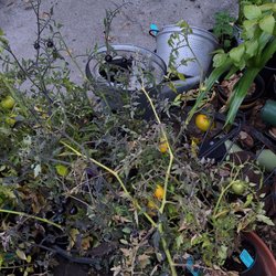 Armstrong Garden Centers - Tomato plants purchased from Armstrong Glendale