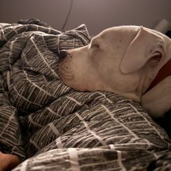 Castaic Animal Care Center - Happy Hank
