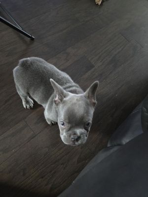 Precious Petite Puppies