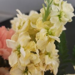 Dylan's Garden And Gifts