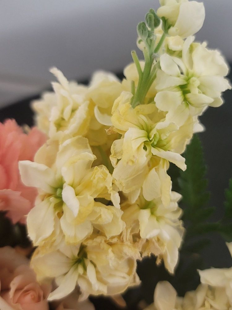 DYLAN’S GARDEN AND GIFTS Updated September 2024 69 Photos & 22